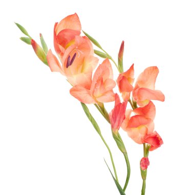 Gladiolus çiçekleri, Orange gladiolus beyaz arka planda soyutlanmış bir dalda çiçek açıyor.                            