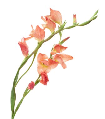 Gladiolus çiçekleri, Orange gladiolus beyaz arka planda soyutlanmış bir dalda çiçek açıyor.                            