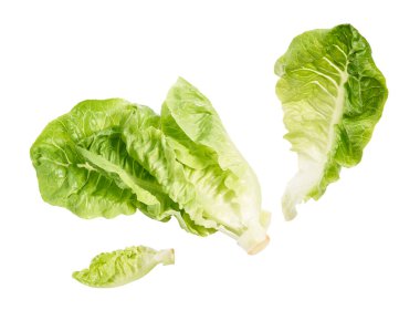 Yeşil Romaine marulu ya da Cos marulu, Sebze Bebek Cos, kesme yolu olan beyaz arka planda izole edilmiş. 