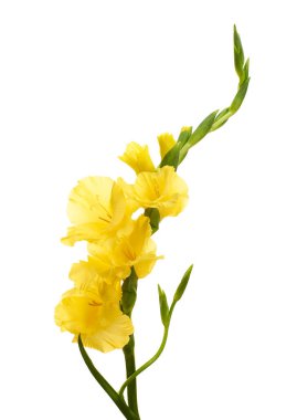Gladiolus çiçekleri, sarı gladiolus beyaz arka planda soyutlanmış bir dalda çiçek açıyor, kırpma yolu ile                       