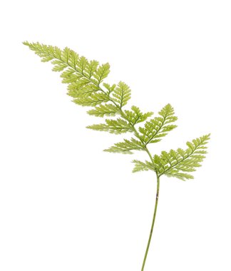 Eğrelti otu yaprağı, Süs yaprakları, Egzotik eğrelti otu beyaz arka plan üzerinde izole, kırpma yolu ile                         