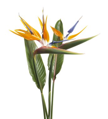 Yapraklı Strelitzia reginae çiçeği, cennet kuşu çiçeği, beyaz arka planda izole edilmiş tropik çiçek, kırpma yolu ile                        