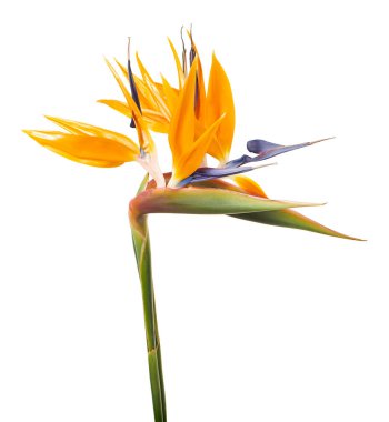Yapraklı Strelitzia reginae çiçeği, cennet kuşu çiçeği, beyaz arka planda izole edilmiş tropik çiçek, kırpma yolu ile                        