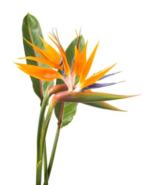 Yapraklı Strelitzia reginae çiçeği, cennet kuşu çiçeği, beyaz arka planda izole edilmiş tropik çiçek, kırpma yolu ile                        