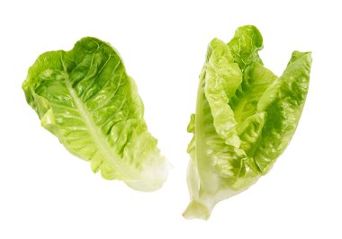 Yeşil Romaine marulu ya da Cos marulu, Sebze Bebek Cos, kesme yolu olan beyaz arka planda izole edilmiş.                          