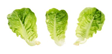 Yeşil Romaine marulu ya da Cos marulu, Sebze Bebek Cos, kesme yolu olan beyaz arka planda izole edilmiş.                          