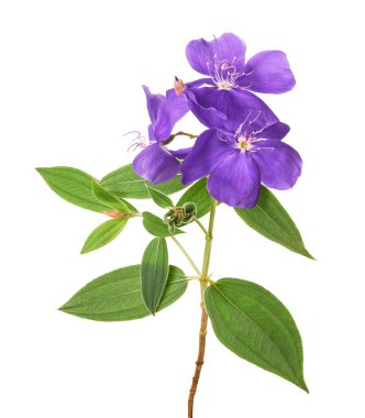 Yapraklı Malabar melastome çiçekleri, beyaz arkaplanda izole edilmiş tropik mor çiçek                               