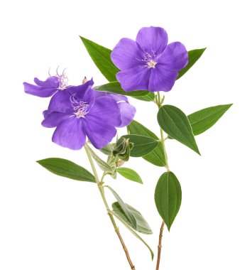 Yapraklı Malabar melastome çiçekleri, beyaz arkaplanda izole edilmiş tropik mor çiçek                               