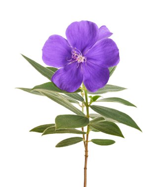 Yapraklı Malabar melastome çiçekleri, beyaz arkaplanda izole edilmiş tropik mor çiçek                               