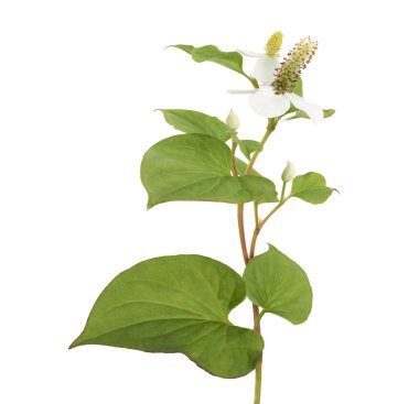 Balık nanesi (Houttuynia cordata), Beyaz arka planda izole edilmiş çiçek yapraklı balık yaprağı, kırpma yolu                           