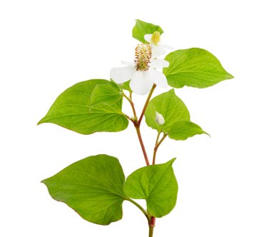 Balık nanesi (Houttuynia cordata), Beyaz arka planda izole edilmiş çiçek yapraklı balık yaprağı, kırpma yolu                           