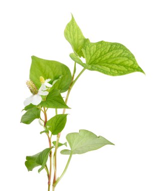 Balık nanesi (Houttuynia cordata), Beyaz arka planda izole edilmiş çiçek yapraklı balık yaprağı, kırpma yolu                           