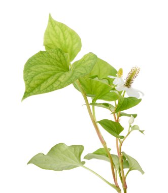 Balık nanesi (Houttuynia cordata), Beyaz arka planda izole edilmiş çiçek yapraklı balık yaprağı, kırpma yolu                           