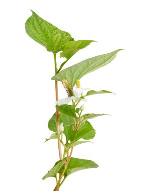 Balık nanesi (Houttuynia cordata), Beyaz arka planda izole edilmiş çiçek yapraklı balık yaprağı, kırpma yolu                           