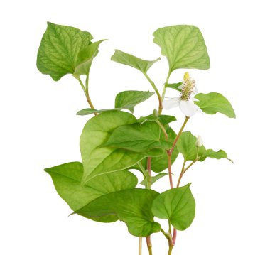 Balık nanesi (Houttuynia cordata), Beyaz arka planda izole edilmiş çiçek yapraklı balık yaprağı, kırpma yolu                           