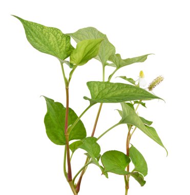 Balık nanesi (Houttuynia cordata), Beyaz arka planda izole edilmiş çiçek yapraklı balık yaprağı, kırpma yolu                           