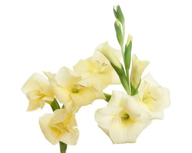 Gladiolus çiçekleri, sarı gladiolus beyaz arka planda soyutlanmış bir dalda çiçek açıyor, kırpma yolu ile
