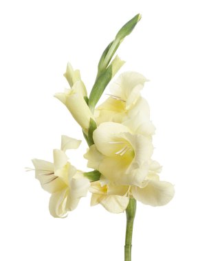 Gladiolus çiçekleri, sarı gladiolus beyaz arka planda soyutlanmış bir dalda çiçek açıyor, kırpma yolu ile