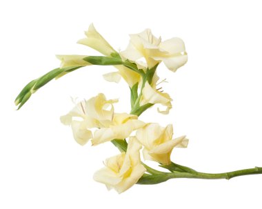 Gladiolus çiçekleri, sarı gladiolus beyaz arka planda soyutlanmış bir dalda çiçek açıyor, kırpma yolu ile