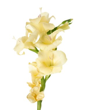 Gladiolus çiçekleri, sarı gladiolus beyaz arka planda soyutlanmış bir dalda çiçek açıyor, kırpma yolu ile