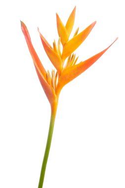 Heliconia psittacorum çiçeği, beyaz arka planda izole edilmiş tropikal portakal çiçeği, kırpma yolu ile                           