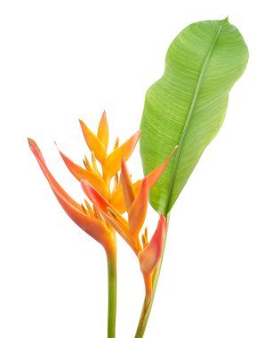 Heliconia psittacorum çiçeği, beyaz arka planda izole edilmiş tropikal portakal çiçeği, kırpma yolu ile                           