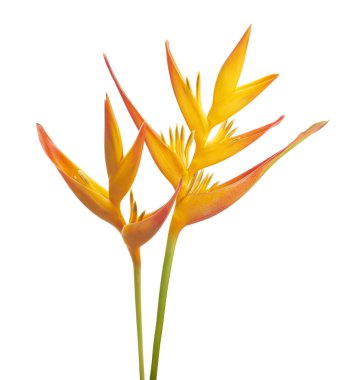 Heliconia psittacorum çiçeği, beyaz arka planda izole edilmiş tropikal portakal çiçeği, kırpma yolu ile                           