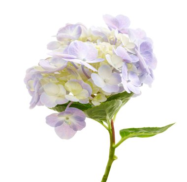 Ortanca çiçeği, ortanca makrofilla, beyaz arka planda izole edilmiş, kırpma yolu ile                             