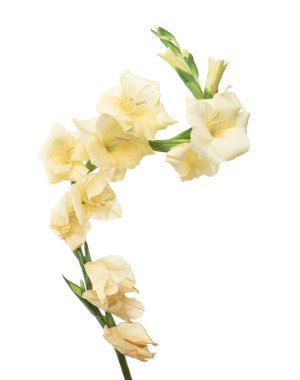 Gladiolus çiçekleri, sarı gladiolus beyaz arka planda soyutlanmış bir dalda çiçek açıyor, kırpma yolu ile