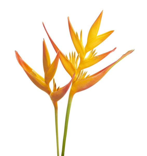 Helfia psittacorum flower, оранжевый цветок, изолированный на белом фоне, с вырезанной дорожкой
                           