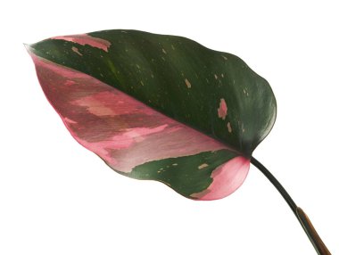 Philodendron Pembe Prenses bitkisi, Philodendron Erubescens yaprakları, beyaz arka planda izole, kırpma yolu ile                         