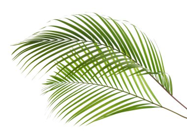 Sarı palmiye yaprakları, altın kamış palmiyesi, Areka palmiye yaprakları, beyaz arka planda izole edilmiş tropikal yapraklar, kırpma yolu.                                 