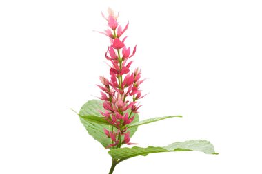 Red Justicia flower (Jacobinia carnea), also known as Brazilian plume flower, with vibrant pink-red petals and lush green leaves, isolated on a white background with clipping path. This tropical ornamental plant is admired for its unique floral arran