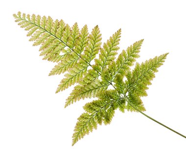 Detailed green fern leaf with natural texture and gradient tones of green to brown, isolated on white background. Perfect for botanical design, nature illustration, eco-friendly decoration, and tropical style artworks. High resolution with clipping p