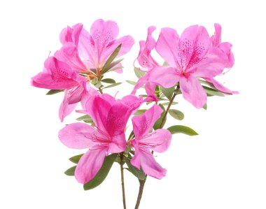 Close-up branch of blooming pink azalea flowers with green leaves, isolated on white background with clipping path. Suitable for floral decoration, botanical design, gardening themes, greeting cards, and nature-related stock photography.