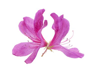 Close-up branch of blooming pink azalea flowers with green leaves, isolated on white background with clipping path. Suitable for floral decoration, botanical design, gardening themes, greeting cards, and nature-related stock photography.