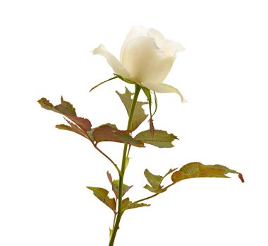 Close-up of elegant white rose flower, symbol of purity, love, and romance. The image shows natural petals and green leaves in high resolution, isolated on white background with clipping path for easy use in design, wedding, and floral projects.