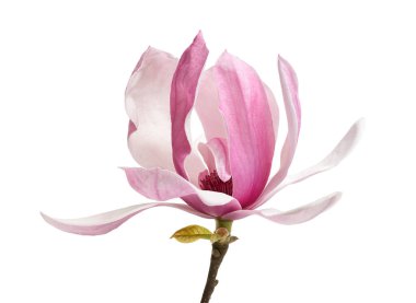 Elegant pink and white magnolia flower on a single branch isolated on a white background with clipping path. The delicate large petals and detailed stamen emphasize natural beauty and botanical value. Perfect for floral design, wedding decoration