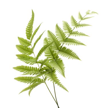 Detailed green fern leaf with natural texture and gradient tones of green to brown, isolated on white background. Perfect for botanical design, nature illustration, eco-friendly decoration, and tropical style artworks. 