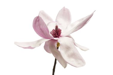 Elegant pink and white magnolia flower on a single branch isolated on a white background with clipping path. The delicate large petals and detailed stamen emphasize natural beauty and botanical value. Perfect for floral design, wedding decoration