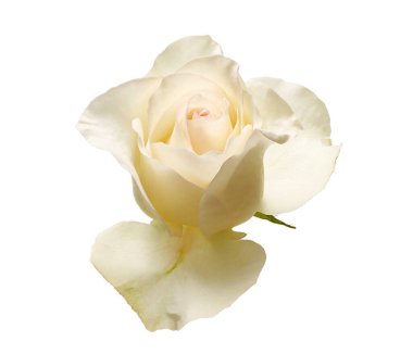 Close-up of elegant white rose flower, symbol of purity, love, and romance. The image shows natural petals and green leaves in high resolution, isolated on white background with clipping path for easy use in design, wedding, and floral projects.