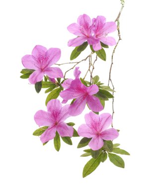 Close-up branch of blooming pink azalea flowers with green leaves, isolated on white background with clipping path. Suitable for floral decoration, botanical design, gardening themes, greeting cards, and nature-related stock photography.
