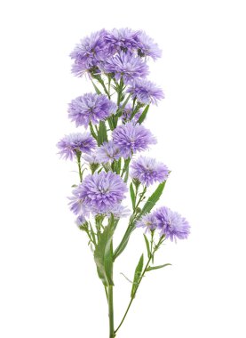 Fresh bouquet of lavender aster flowers blooming on a single stem, isolated on a white background with clipping path. Delicate purple petals and lush green leaves make this image ideal for wedding decoration, floral design, and botanical prints. 