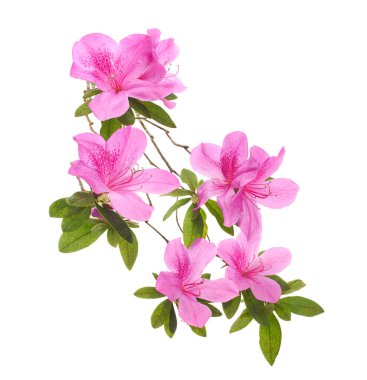 Close-up branch of blooming pink azalea flowers with green leaves, isolated on white background with clipping path. Suitable for floral decoration, botanical design, gardening themes, greeting cards, and nature-related stock photography.