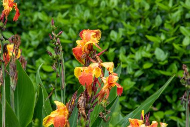 Arkaplan kullanımı için çiçek resimli gür yapraklı yeşil yaprak