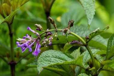 Arkaplan kullanımı için çiçek resimli gür yapraklı yeşil yaprak