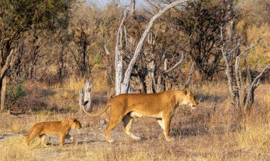 Lioness and cub walking through the wilderness