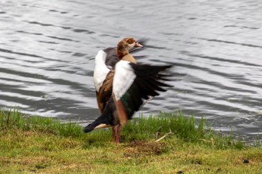 An Egyptian goose standing on the side of a pond