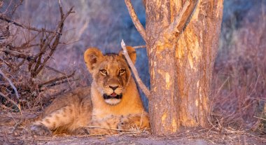 Young lion isolated in early morning sunlight in the African wilderness