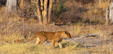 Young African lion cub strolling through the wild towards its den